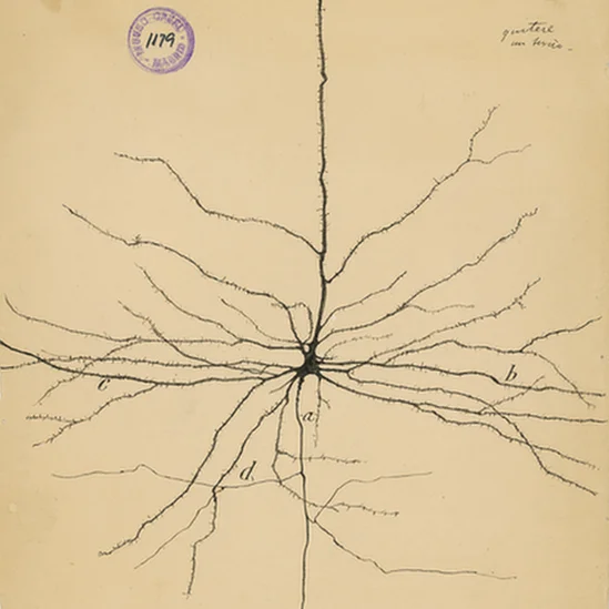 Secretos de las neuronas piramidales en el cerebro