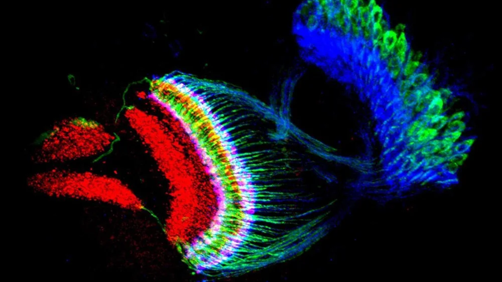Sincronía neuronal: el papel de las neuronas metrónomo