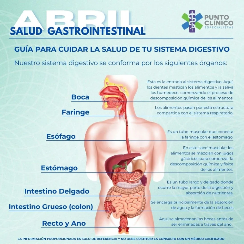 Guía Completa sobre Afecciones del Estómago