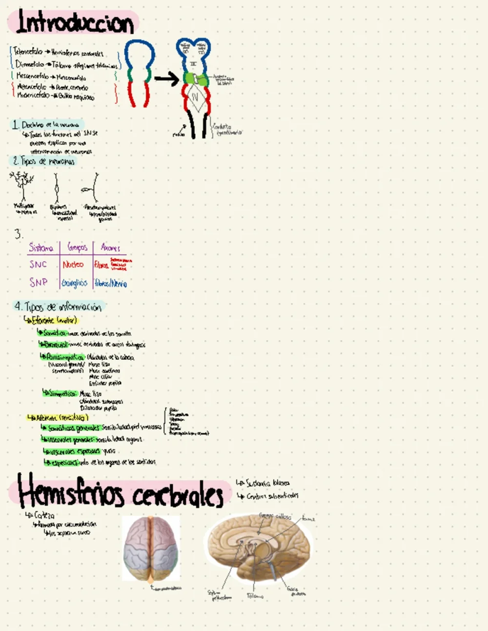 Misterios y funciones fascinantes de las neurotrofinas