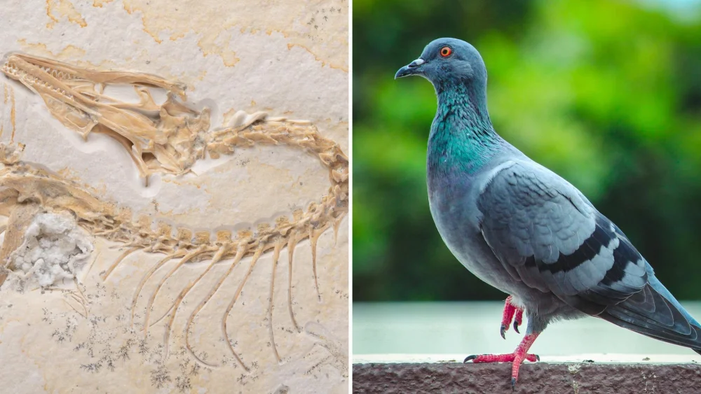 Aves: legado viviente de los dinosaurios