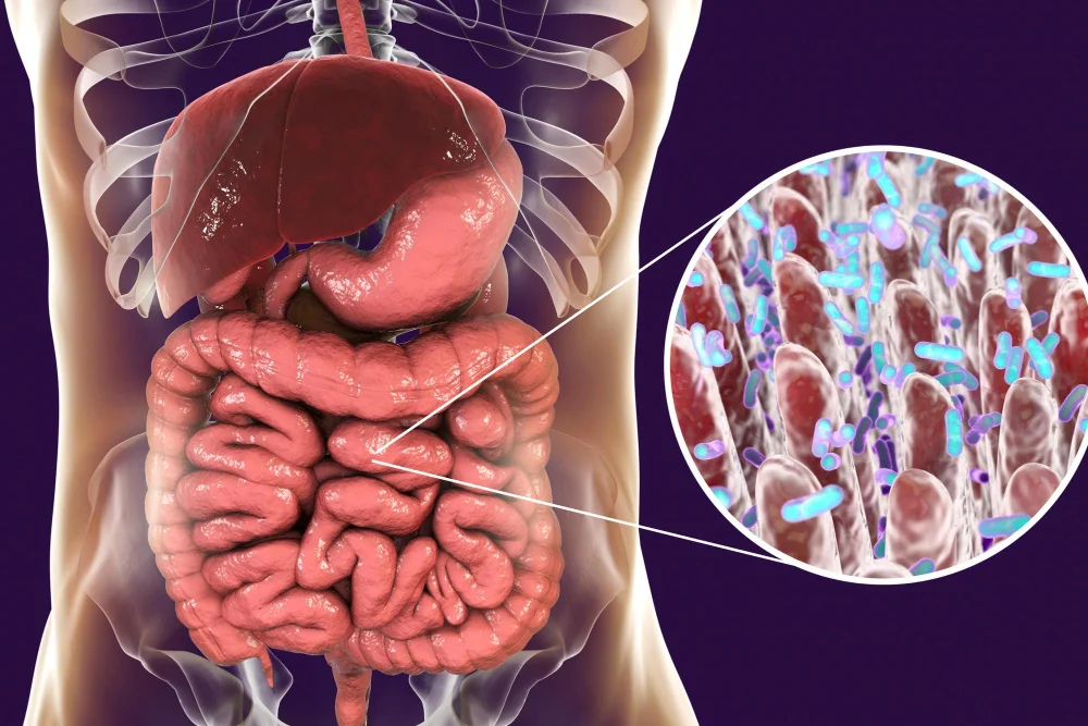 Bacterias que Residen en el Intestino