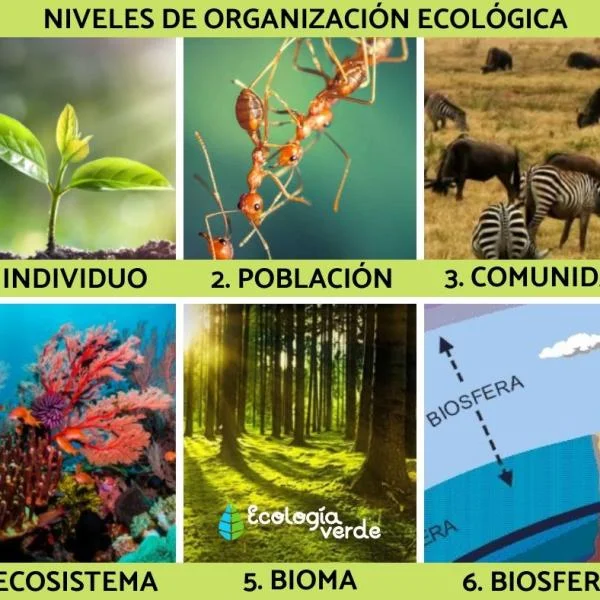 Estructura Jerárquica en la Ecología