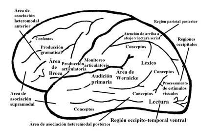 Aspectos neurológicos fundamentales de la lectura