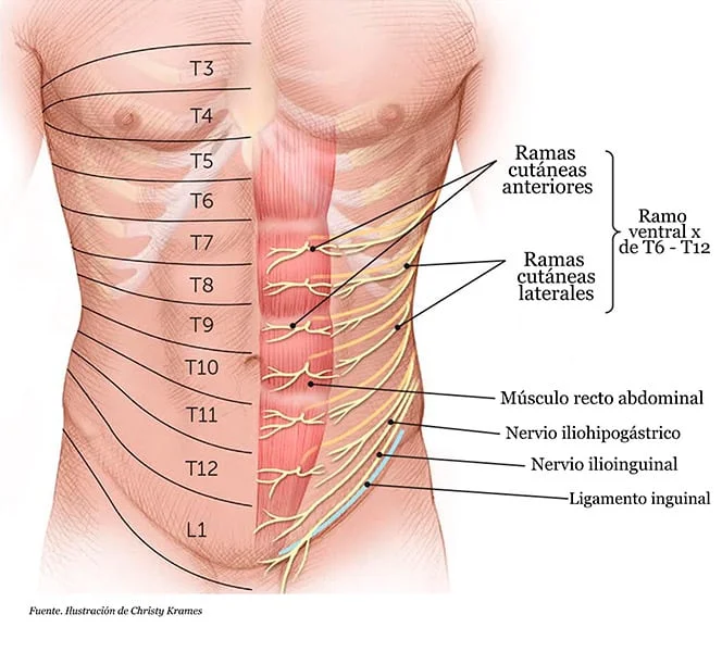 Causas de los pinzamientos abdominales