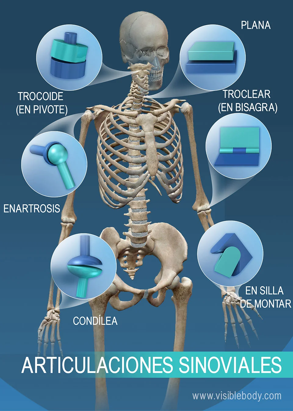 Conoce a fondo las articulaciones diartrodiales