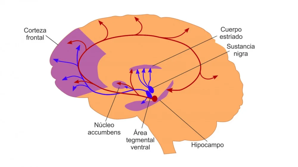 La fascinante odisea del área retroesplenial en el cerebro