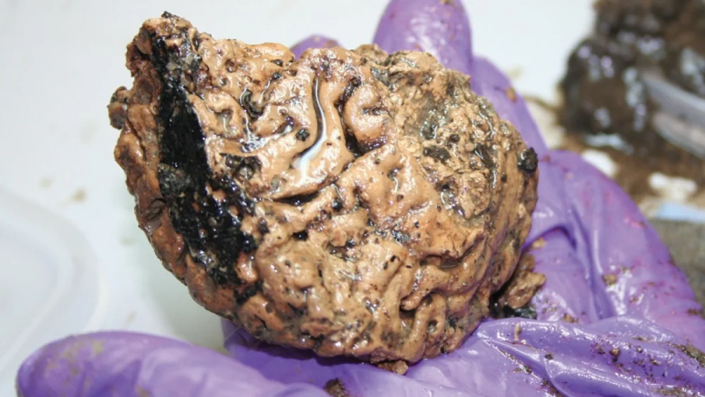 Los Misterios del Cerebro de Heslington Reveled