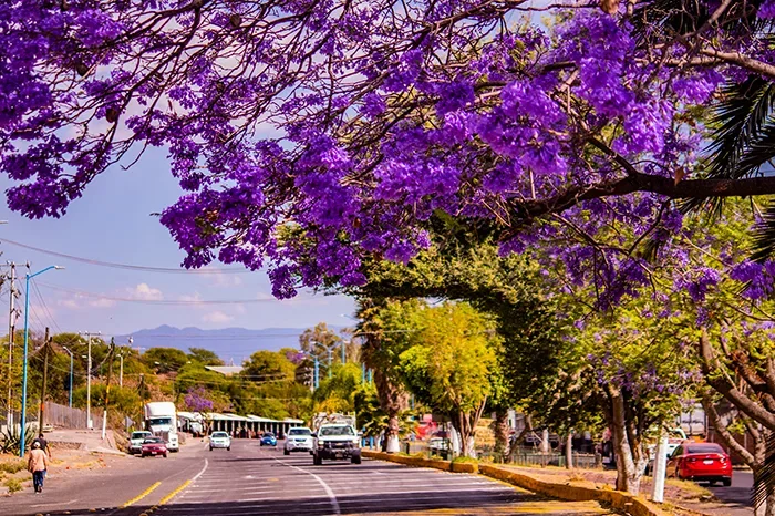 Renace la Vitalidad con la Primavera