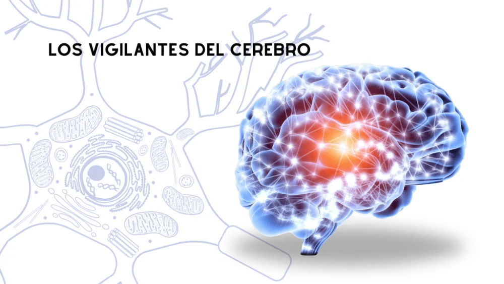 Secretos de la Barrera Hematoencefálica: Función y Mecanismos Clave