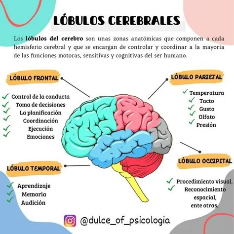 Secretos del diencéfalo: Funciones y estructura reveladas