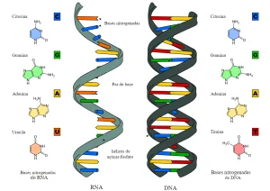 ADN y ARN: Claves Genéticas que los Diferencian