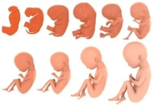 Bebés requieren 18 meses de desarrollo prenatal