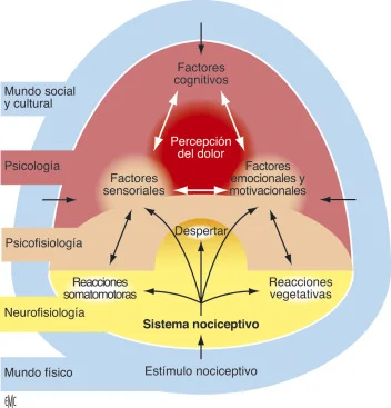 El Mundo Oculto de los Nociceptores: Sensores del Dolor