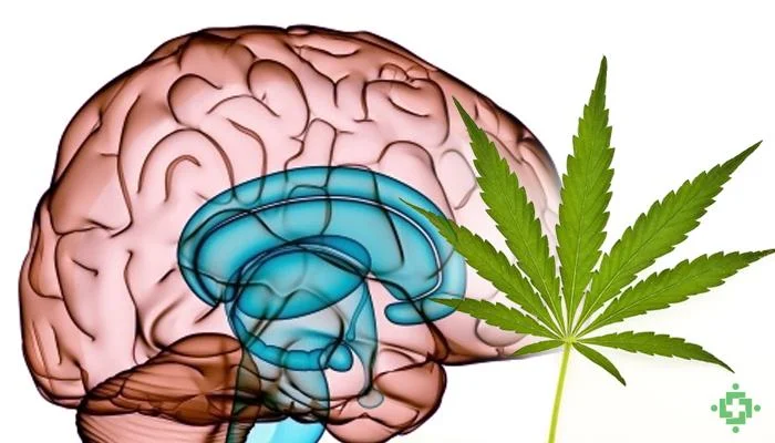 Impacto Duradero de la Marihuana en el Cerebro