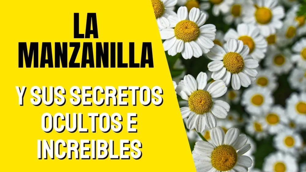 Los secretos ocultos de la manzanilla
