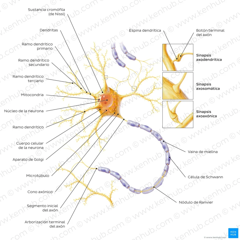 Misterios de los Nódulos de Ranvier: Clave en la Neurobiología