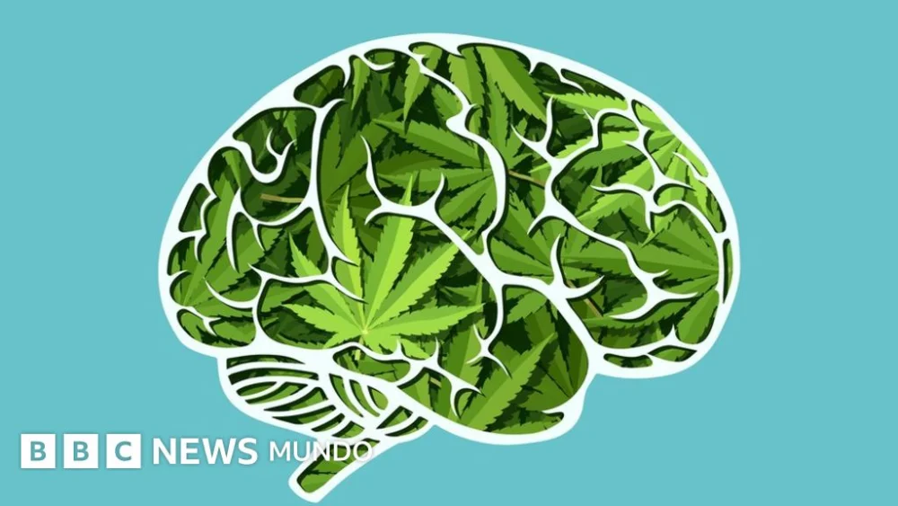 Peligros Ocultos de la Marihuana: Un Análisis Crítico