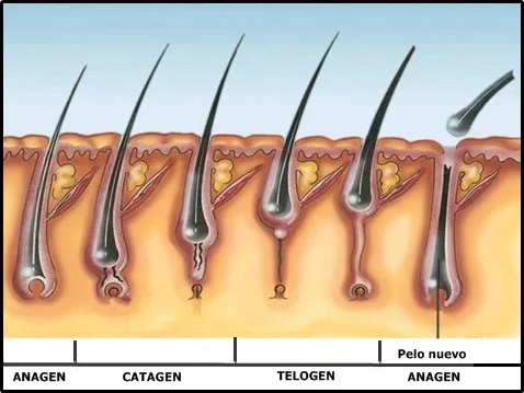 Razones por las que tu cabello no crece