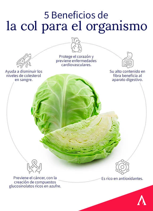 Ventajas del Col: Salud y Sabor en tu Mesa