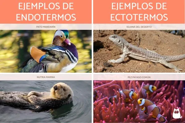 Comparativa entre Animales Ectotermos y Endotermos