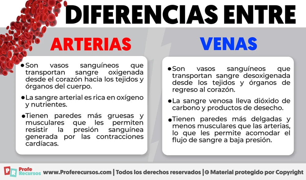 Contraste entre arterias y venas: ¿En qué se distinguen?