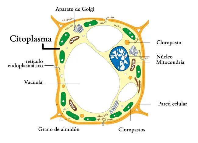El Fascinante Mundo del Nucleoplasma: Un Vistazo Esencial