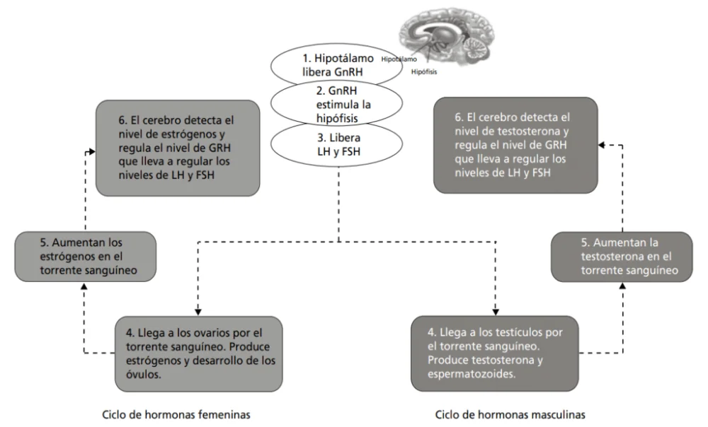 Evolución de la personalidad: Transformaciones y causas clave