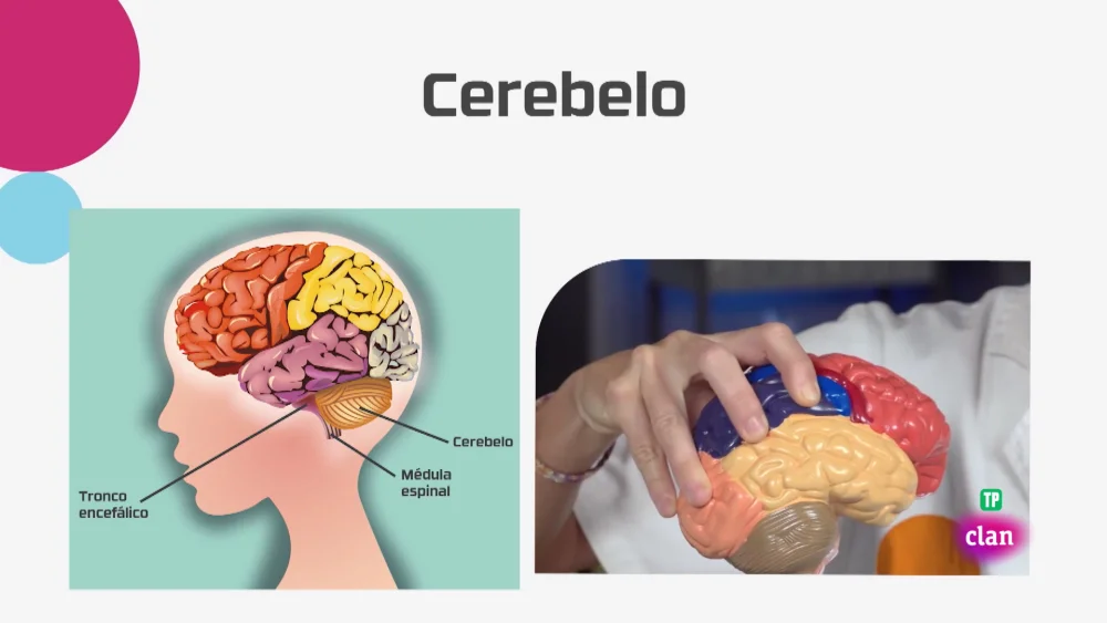 Los secretos del epitálamo: una guía breve