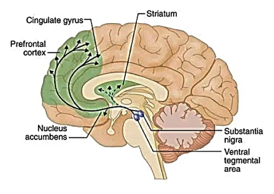 Profundiza en los Secretos del Núcleo Accumbens