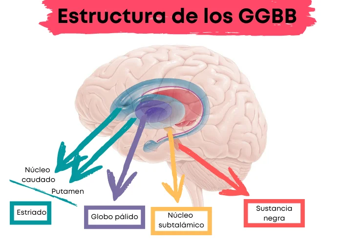 Profundizando en las funciones y características del núcleo caudado