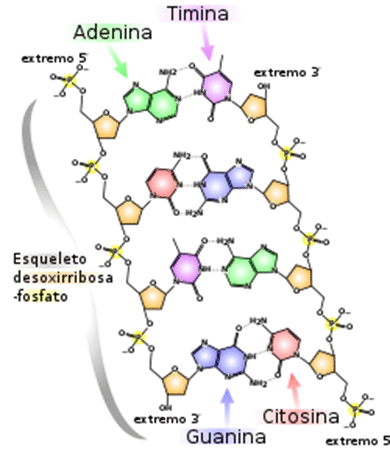 Secretos de los nucleótidos en el ADN