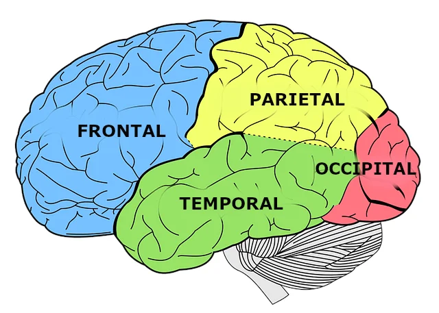 Secretos del funcionamiento del hemisferio cerebral izquierdo
