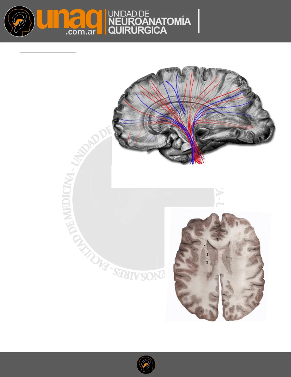Secretos del núcleo lenticular en el cerebro humano
