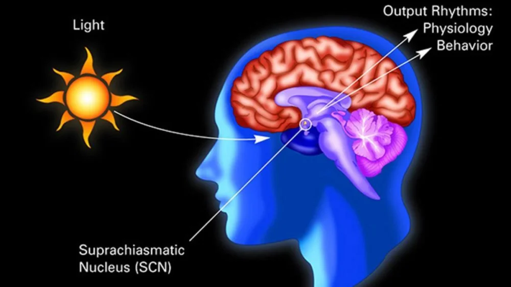 Secretos del núcleo supraquiasmático: Reloj interno del cerebro