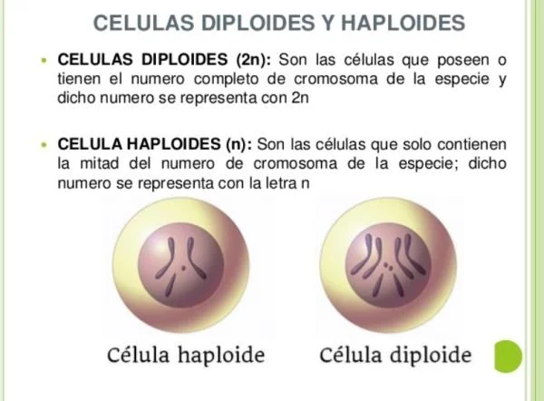 Contraste entre células haploides y diploides