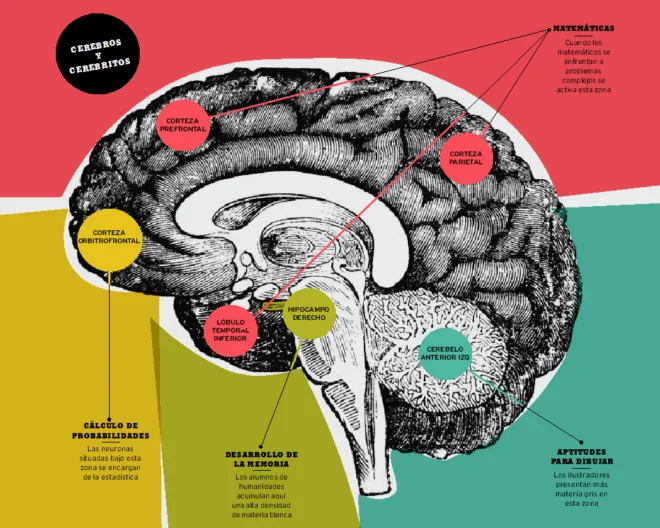 Contrastes cerebrales entre estudiantes de letras y ciencias