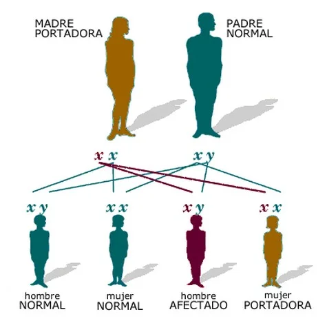 Contrastes Neurológicos entre Hombres y Mujeres