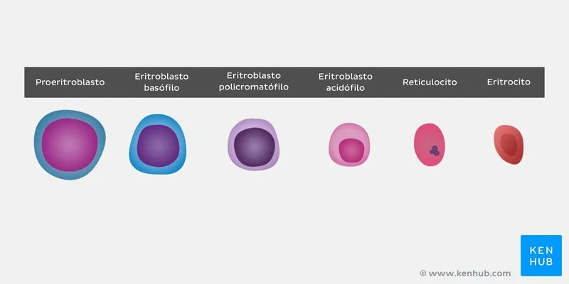 El Mundo de los Eritrocitos: Glóbulos Rojos Esenciales
