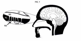 Innovadoras sondas cerebrales acceden al cerebro sin daño alguno