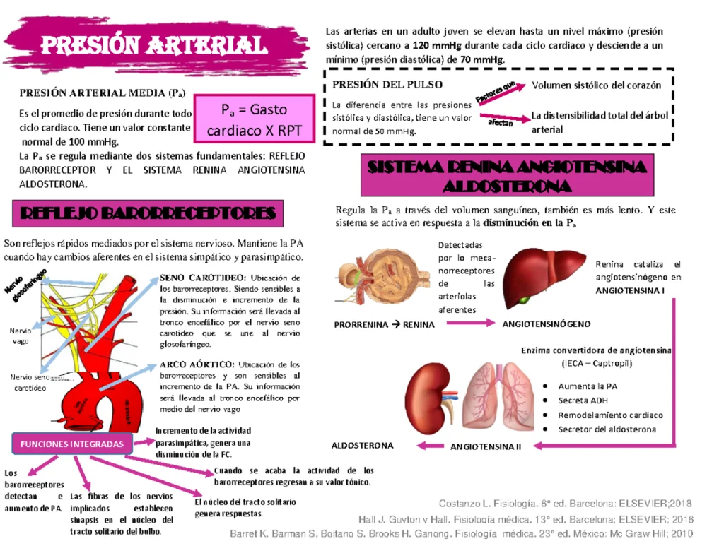 Secretos del Complejo Pre-Bötzinger: Centro del Ritmo Respiratorio