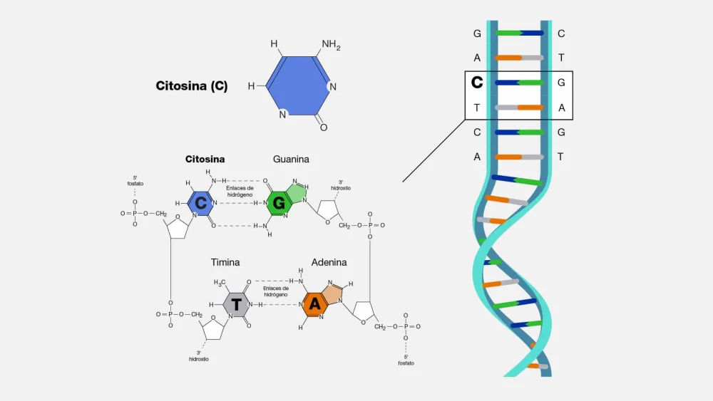 Secretos del heterocigoto al descubierto: genética en detalle