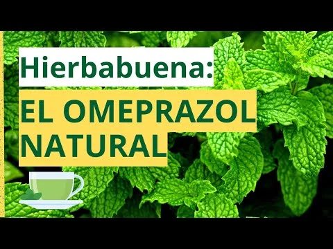 Beneficios y usos sorprendentes de la hierbabuena