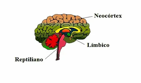 La sorprendente verdad detrás de nuestros tres cerebros en uno