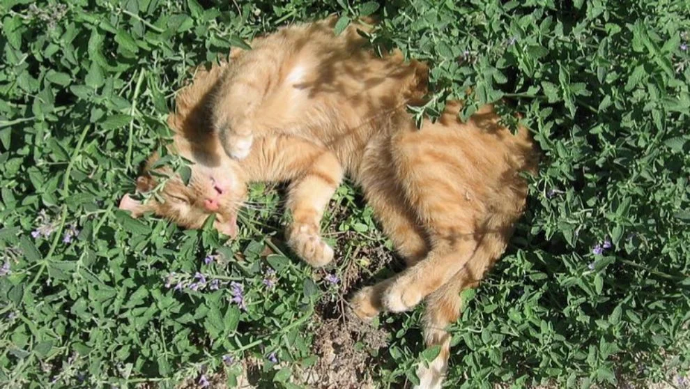 Razones detrás de la ebriedad en animales
