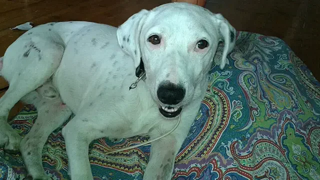 ¿Sufren los animales de trastornos mentales?