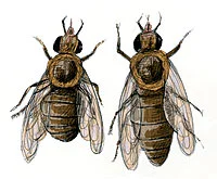 El Enigma del Síndrome de la Abeja Reina