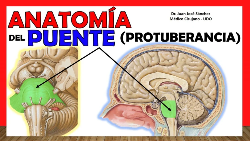 Misterios del Puente de Varolio: función e impacto cerebral