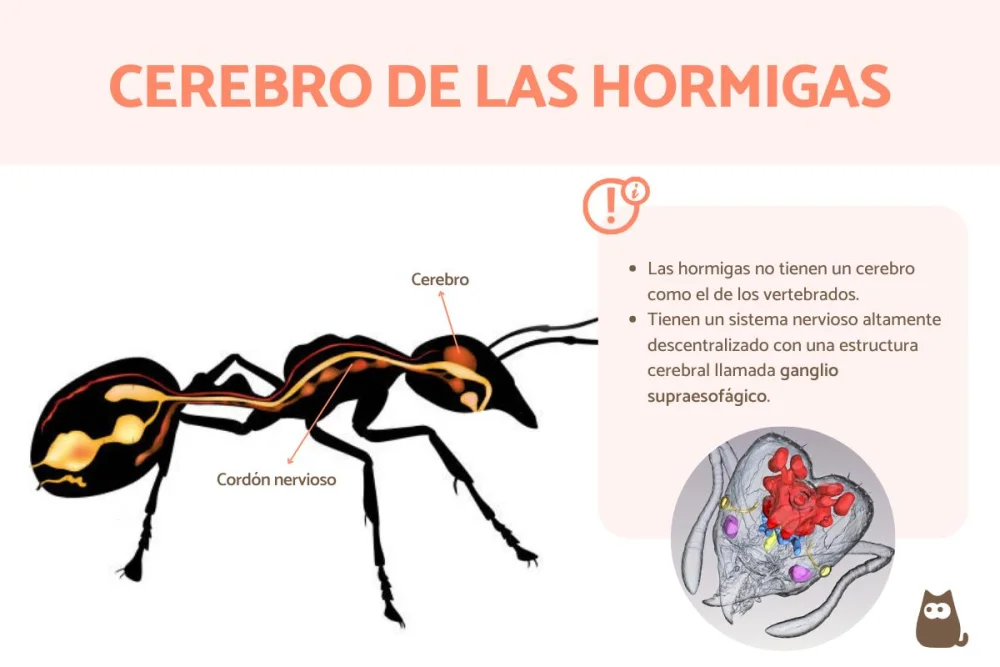 ¿Poseen los insectos habilidades cognitivas?