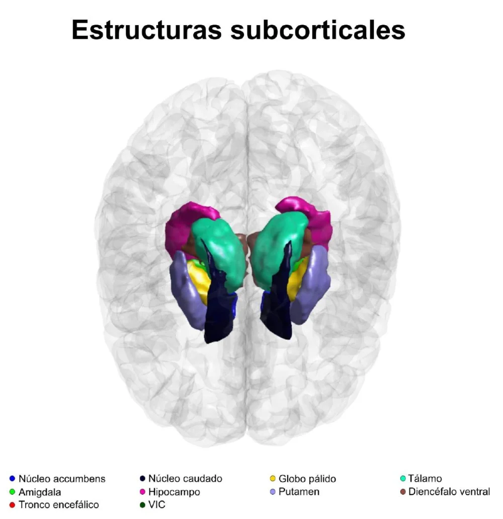 El Fascinante Mundo del Putamen: Funciones y Secretos